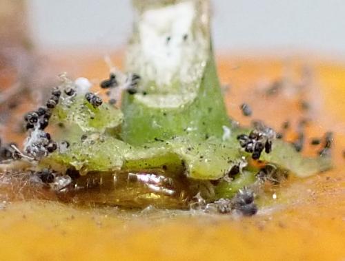 Coccidiphila sp.